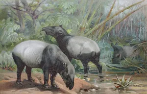 Geschichtliches Bild des Malaysischen Tapirs