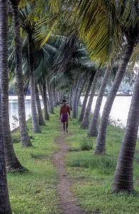 Single Person In Nature Drucke: Array of coconut trees, Backwaters of Kodungallur
