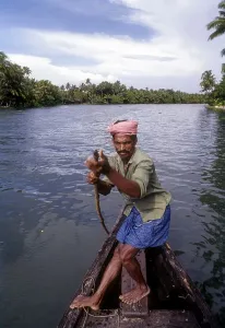 Kerala Backwaters India Drucke: A man rowing, pushing the boat