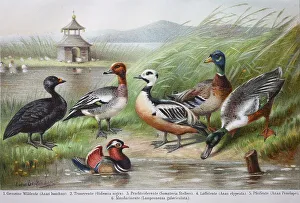 Geschichtliche Bilder von Enten (Anas) Boschas