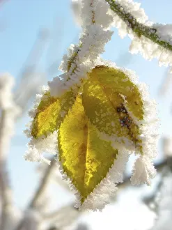 Winter Landscape Drucke: Hoarfrost