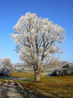 Winter Landscape Drucke: Hoarfrost