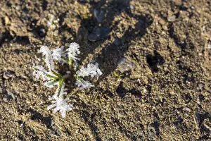 Hoarfrost Pattern Drucke: Hoarfrost crystals create an impressive pattern on every stalk and leaf on the ground
