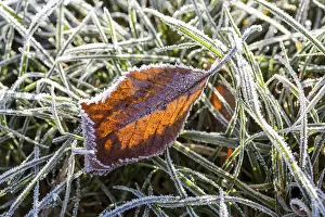 Deciduous Tree Frost Drucke: Hoarfrost crystals create an impressive pattern on every stalk and leaf on the ground