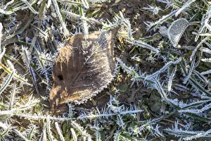 Winter Nature Scenes Europe Drucke: Hoarfrost crystals create an impressive pattern on every stalk and leaf on the ground