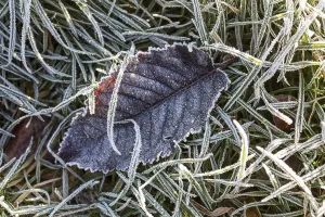 German Winter Nature Scene Drucke: Hoarfrost crystals create an impressive pattern on every stalk and leaf on the ground