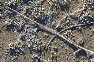 Central Europe Winter Time Drucke: Hoarfrost crystals create an impressive pattern on every stalk and leaf on the ground