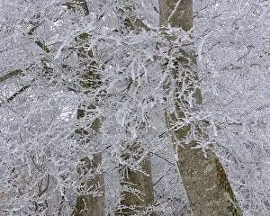 Deciduous Tree Close Up Drucke: Hoarfrost in an old beech forest