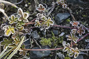 Hoarfrost Patterns Drucke: Hoarfrost on every plant creates pattern and structure