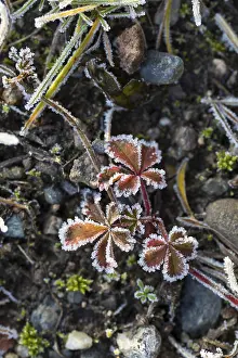 Hoarfrost Pattern Drucke: Hoarfrost on every plant creates pattern and structure