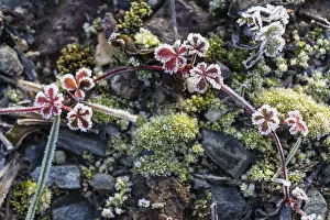 Hoarfrost Pattern Drucke: Hoarfrost on every plant creates pattern and structure