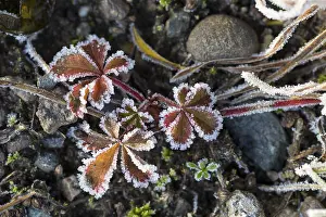 Winter Weather Forecast Drucke: Hoarfrost on every plant creates pattern and structure