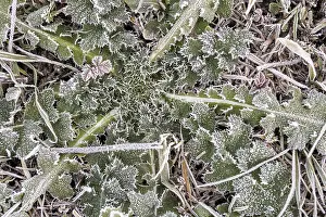 Hoarfrost Pattern Drucke: Hoarfrost on every plant creates pattern and structure
