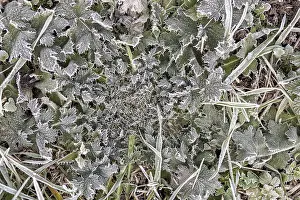 Hoarfrost Pattern Drucke: Hoarfrost on every plant creates pattern and structure