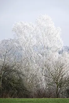 Deserted Winter Forest Germany Drucke: Hoarfrost on trees, wintertime, Germany