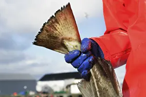 Drucke von Ein Fischer hält einen frischen Kabeljau in den Händen, während er ihn auf einem Rost vorbereitet Kabeljau Im Atlantik Drucke: Ein Fischfang im Rost