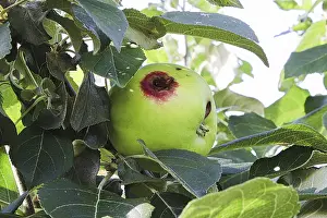 Drucke von Ein Loch in einem Apfel, verursacht durch einen Codling-Motten Apfelwickler Drucke: Ein Loch in einem Apfel, verursacht durch eine Codlingmotte.