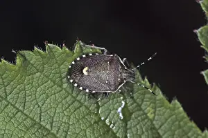 Natural Environment Destruction Drucke: Holocostethus spacelatus, tree bug