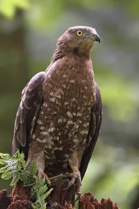 Accipitridae Birds Drucke: Honey buzzard