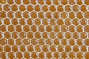 Honeycomb Detail Drucke: Honeycomb