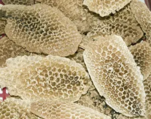 Drucke von Honeycombs Honigbiene Drucke: Honeycombs