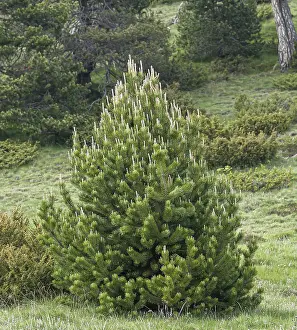 Coniferous Tree Species Drucke: Hook pine (Pinus mugo subsp. uncinata)