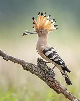 Hoopoe (Upupa epops) Vogel des Jahres 2022
