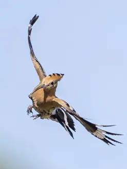 Drucke von Hoopoe (Upupa epops), in Flug, mit Nahrung im Schnabel, Niederösterreich, Österreich Bucerotiformes Drucke: Hoopoe (Upupa epops), in Flug.