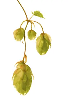 Agricultural Crop Details Drucke: Hop