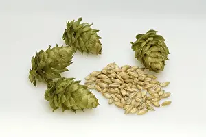 Barley Field Drucke: Hops (Humulus lupulus), fruiting