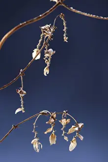 Winter Agricultural Scene Drucke: Hops in winter, Germany