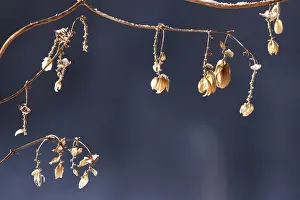 German Agricultural Crops Drucke: Hops in winter, Germany