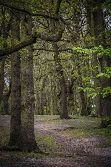 Gerahmter Druck : Horizontale Ansicht des Waldes in England.