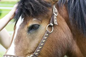 Domestic Horse Breed Drucke: Horse