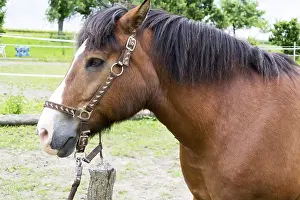 Horse Breed Drucke: Horse