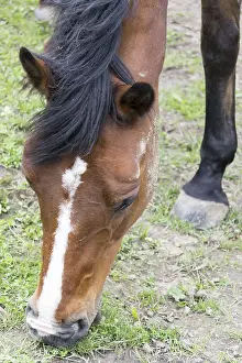 Thoroughbred Breed Drucke: Horse