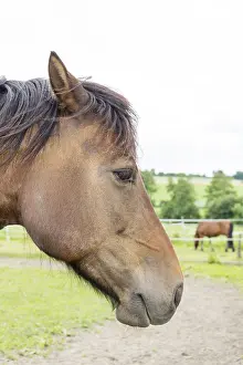 Horse Head Shot Drucke: Horse