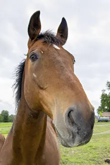 Domestic Horses Drucke: Horse