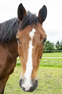 Deserted Paddock Drucke: Horse
