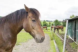 Animal Husbandry Photos Drucke: Horse