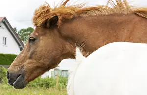 Thoroughbred Breed Drucke: Horse