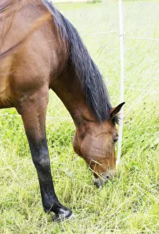 Horse Paddock Scene Drucke: Horse