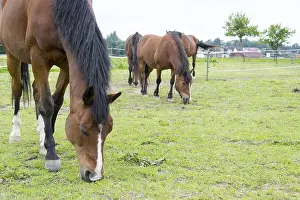 Thoroughbred Breed Drucke: Horse