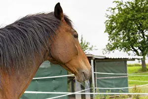 Deserted Paddock Drucke: Horse