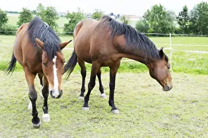 Young Animal Portraits Drucke: Horse