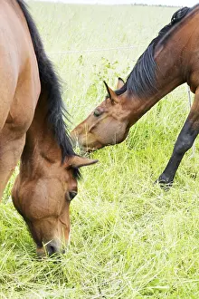Young Animal Portraits Drucke: Horse