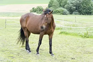 Horse Breed Drucke: Horse