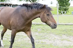 Horse Breed Drucke: Horse