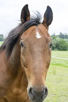 Thoroughbred Breed Drucke: Horse