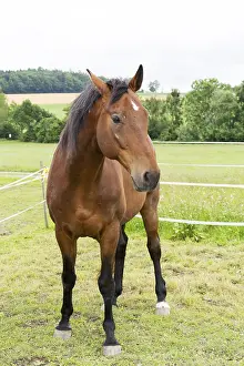 Domestic Horses Drucke: Horse